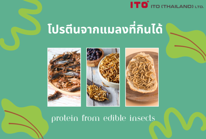 โปรตีนจากแมลงที่กินได้